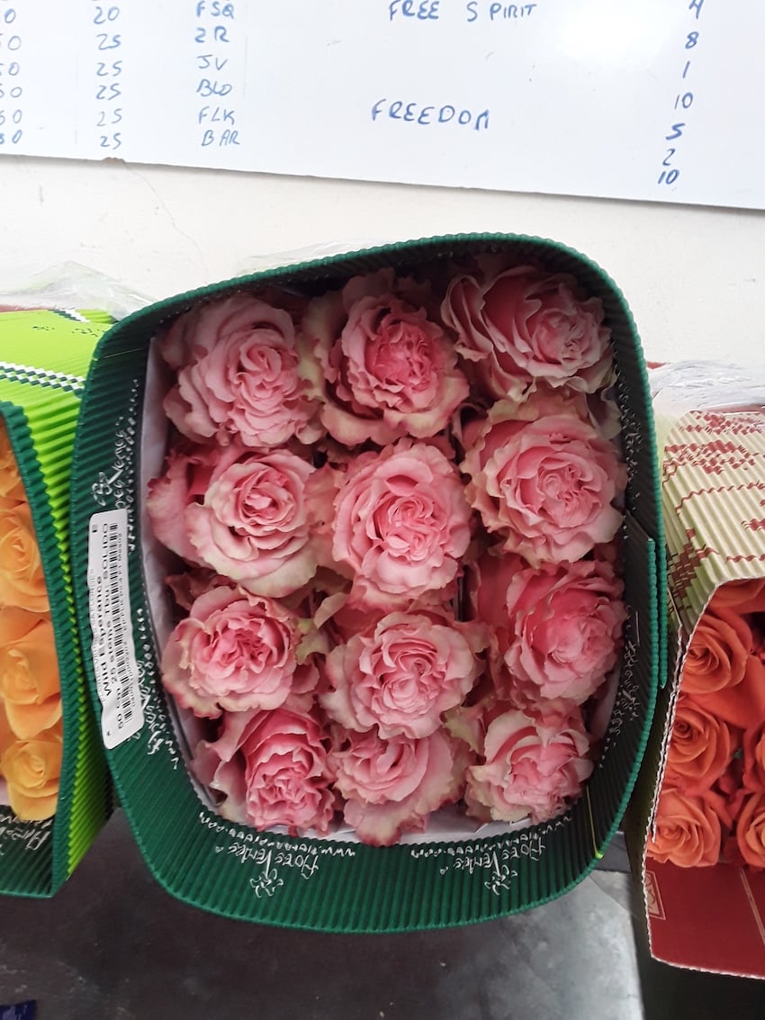 Valentine's Day Ecuador Roses