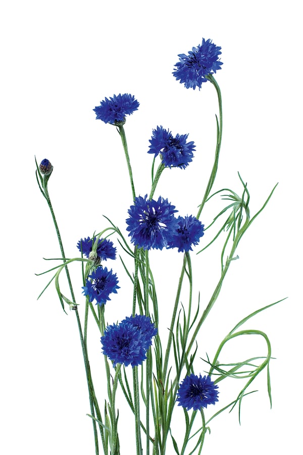 blue cornflower