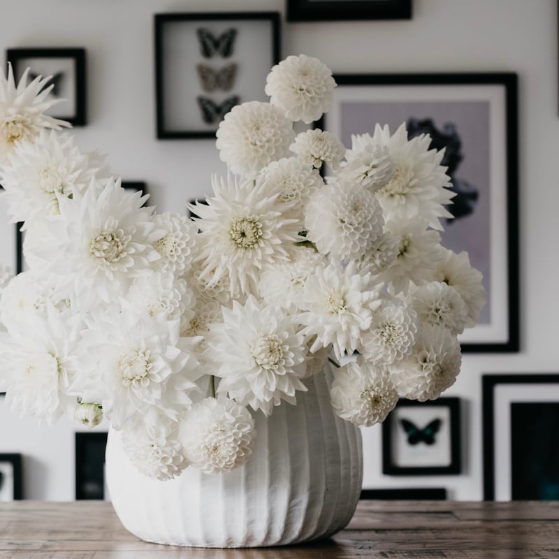 Joseph Massie: all white flower arrangement using dahlias