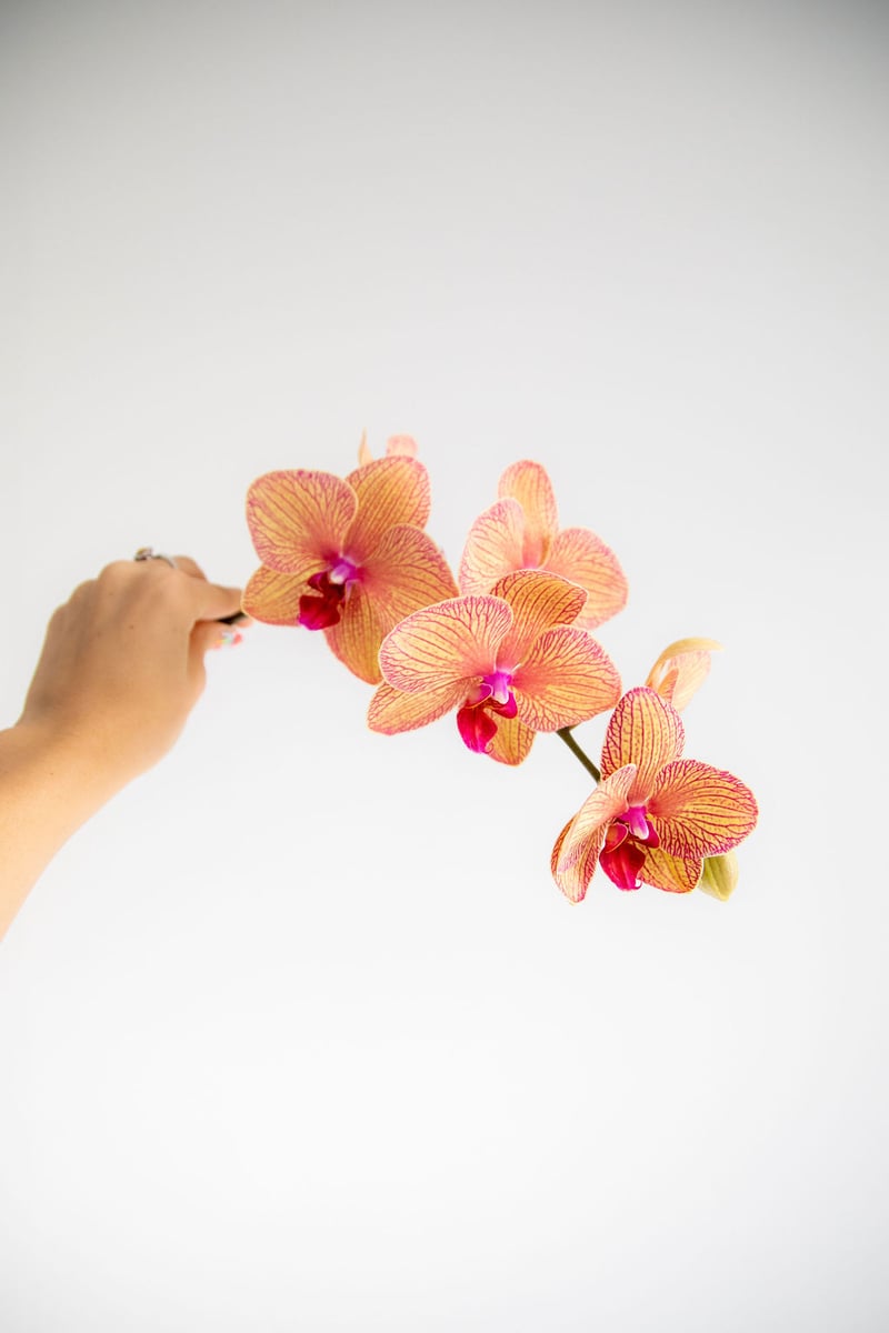 Phalaenopsis Orchids Golden Treasure
