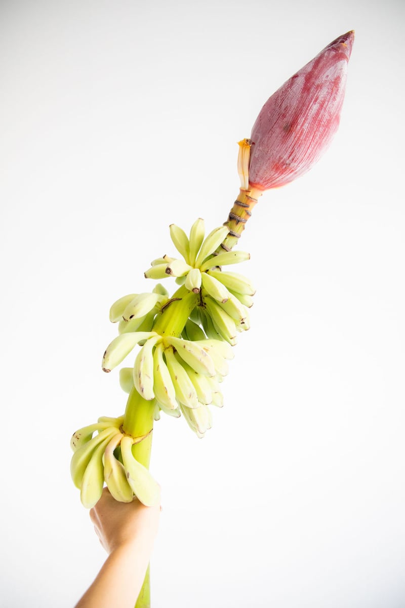 Musa Hornata (flowering bananas)