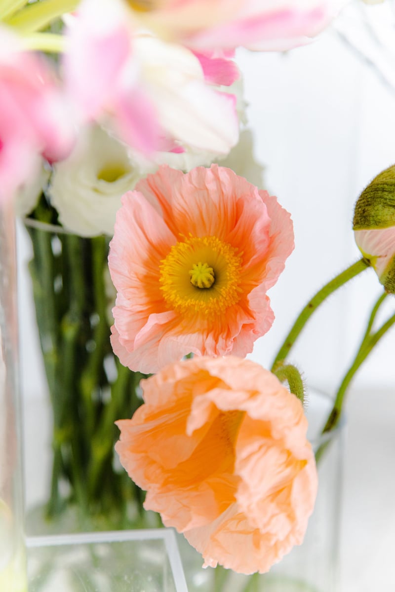 peach poppies