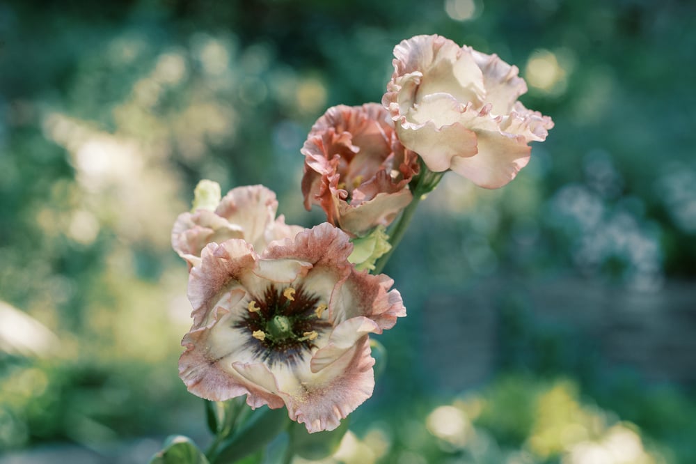 Brown lisianthus