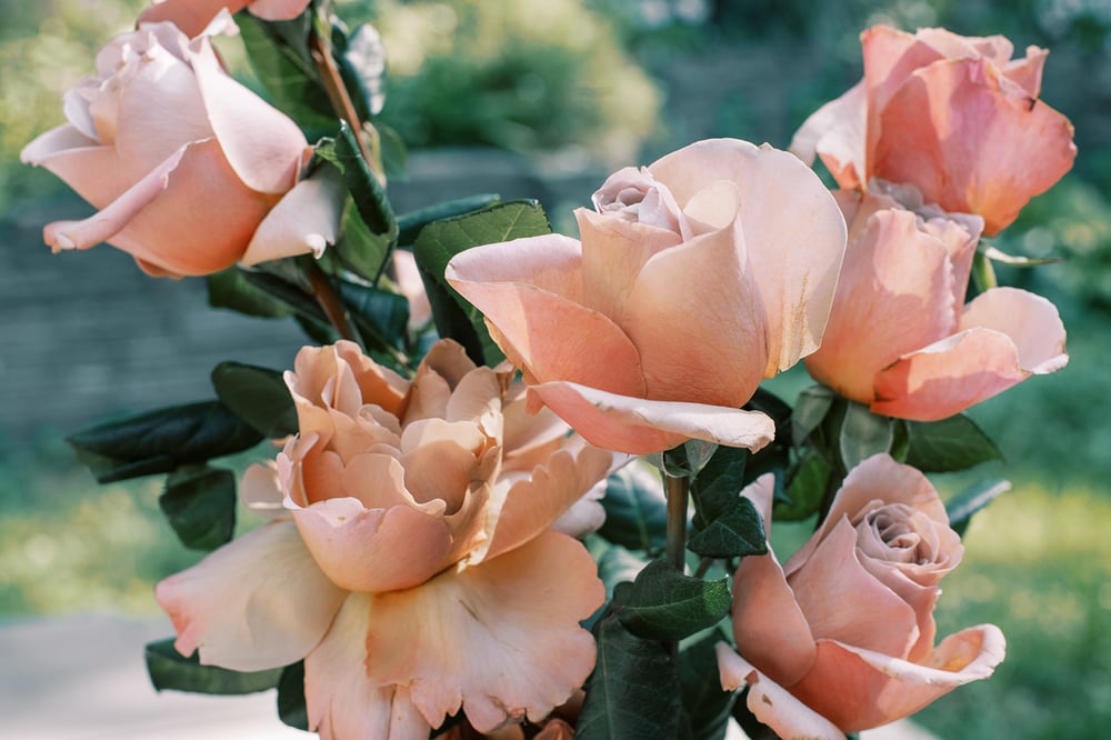 Cafe Latte Roses