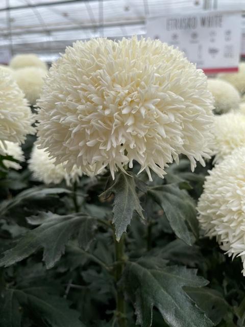 Etrusko White chrysanthemum.2jpg