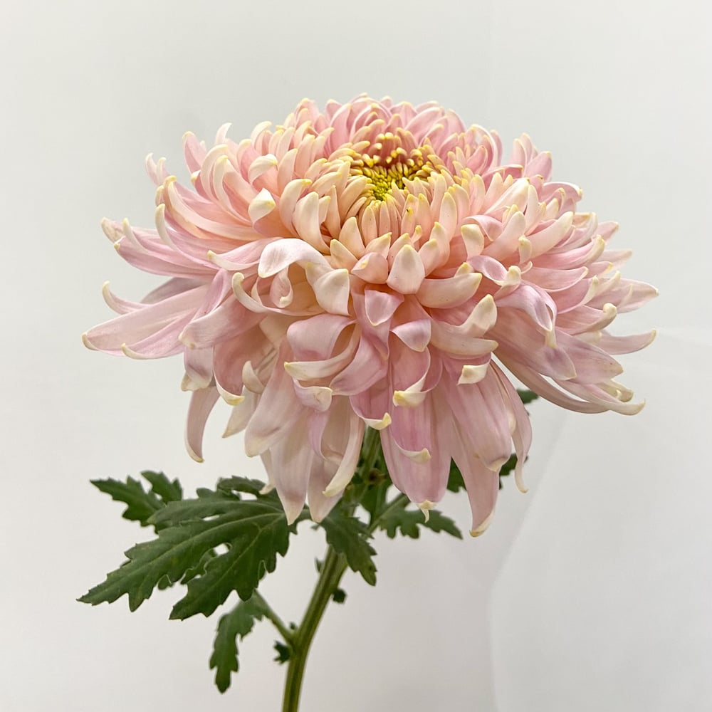 Jadore Chrysanthemum