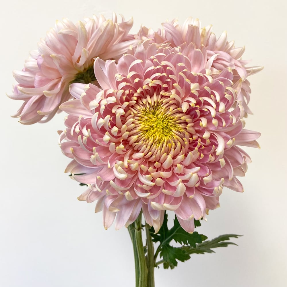 Jadore Chrysanthemum2
