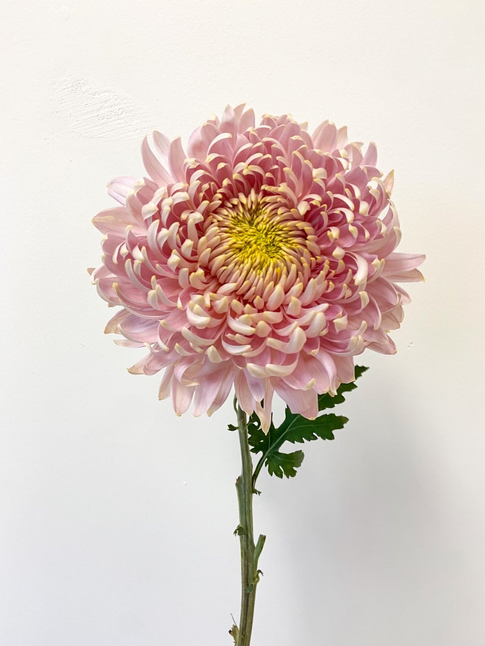 Jadore Chrysanthemum3