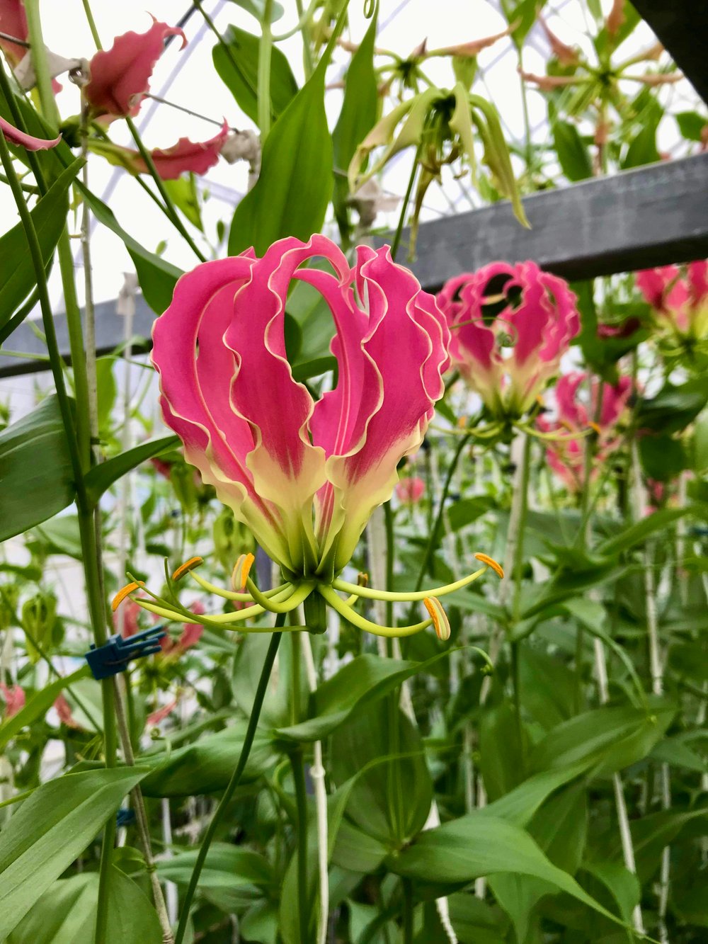 Japanese Flowers Showcase Gloriosa (2)