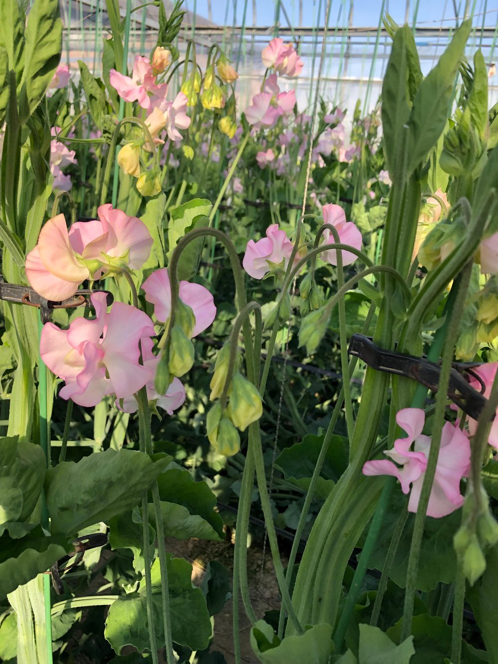 Japanese Flowers Showcase Sweetpeas (10)