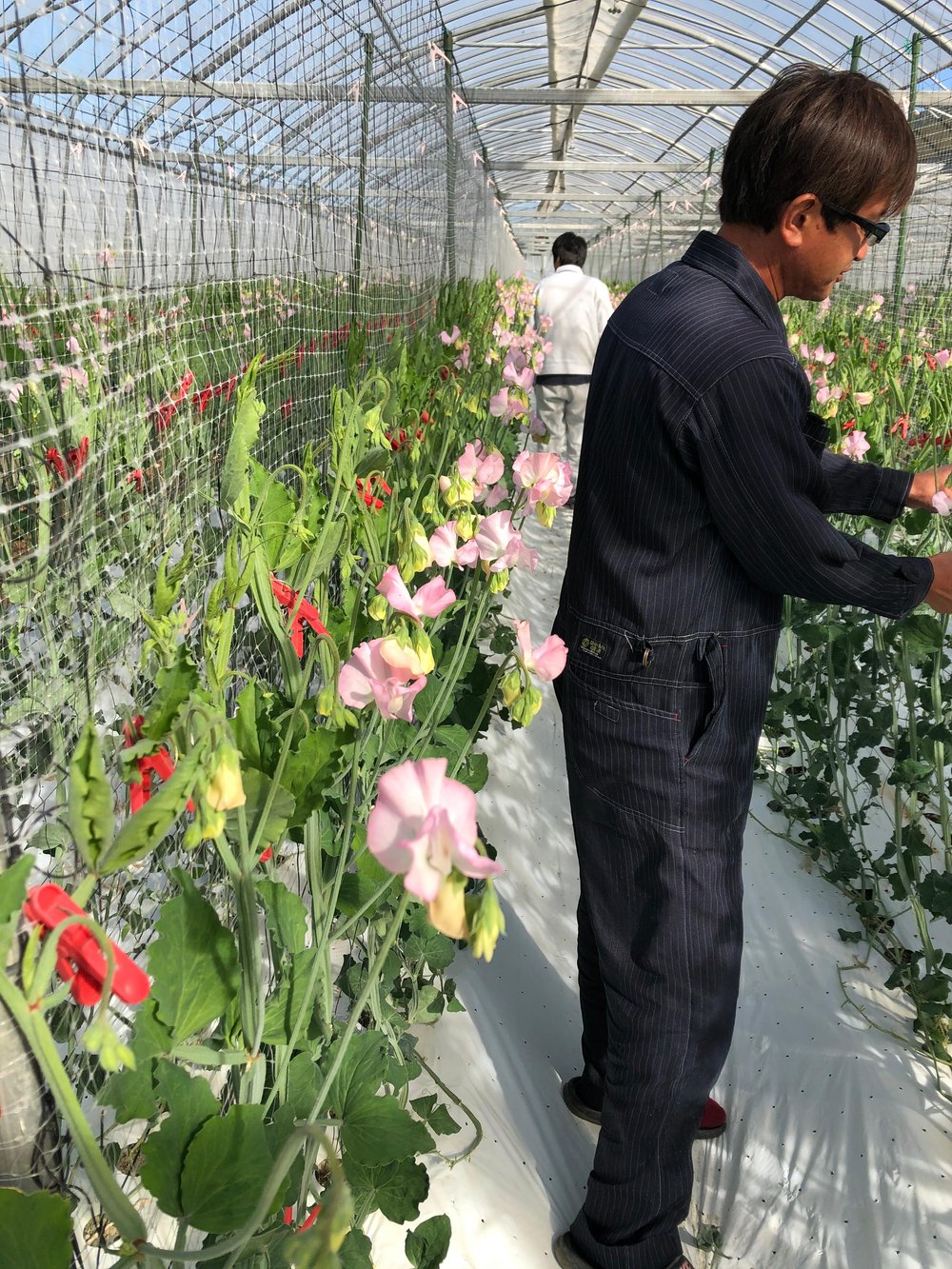 Japanese Flowers Showcase Sweetpeas (44)