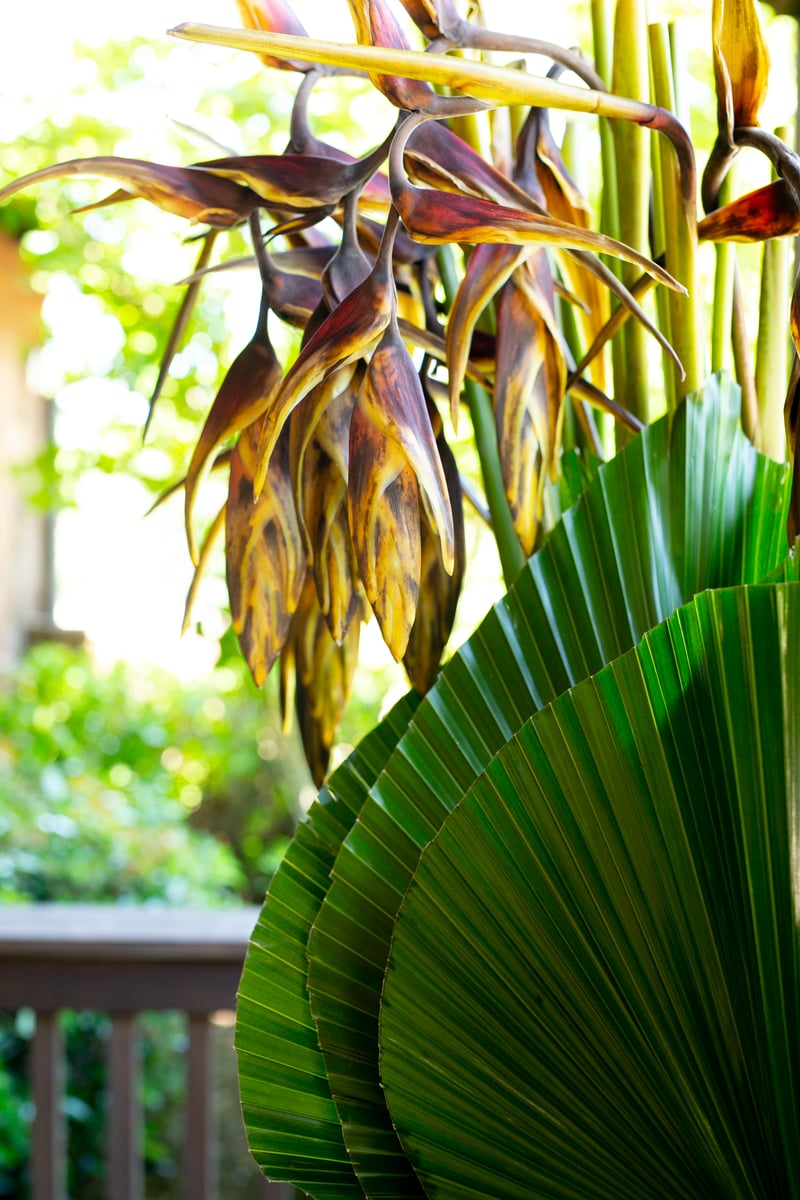 Hanging Heliconia and Livingstonia Palm from Mayesh