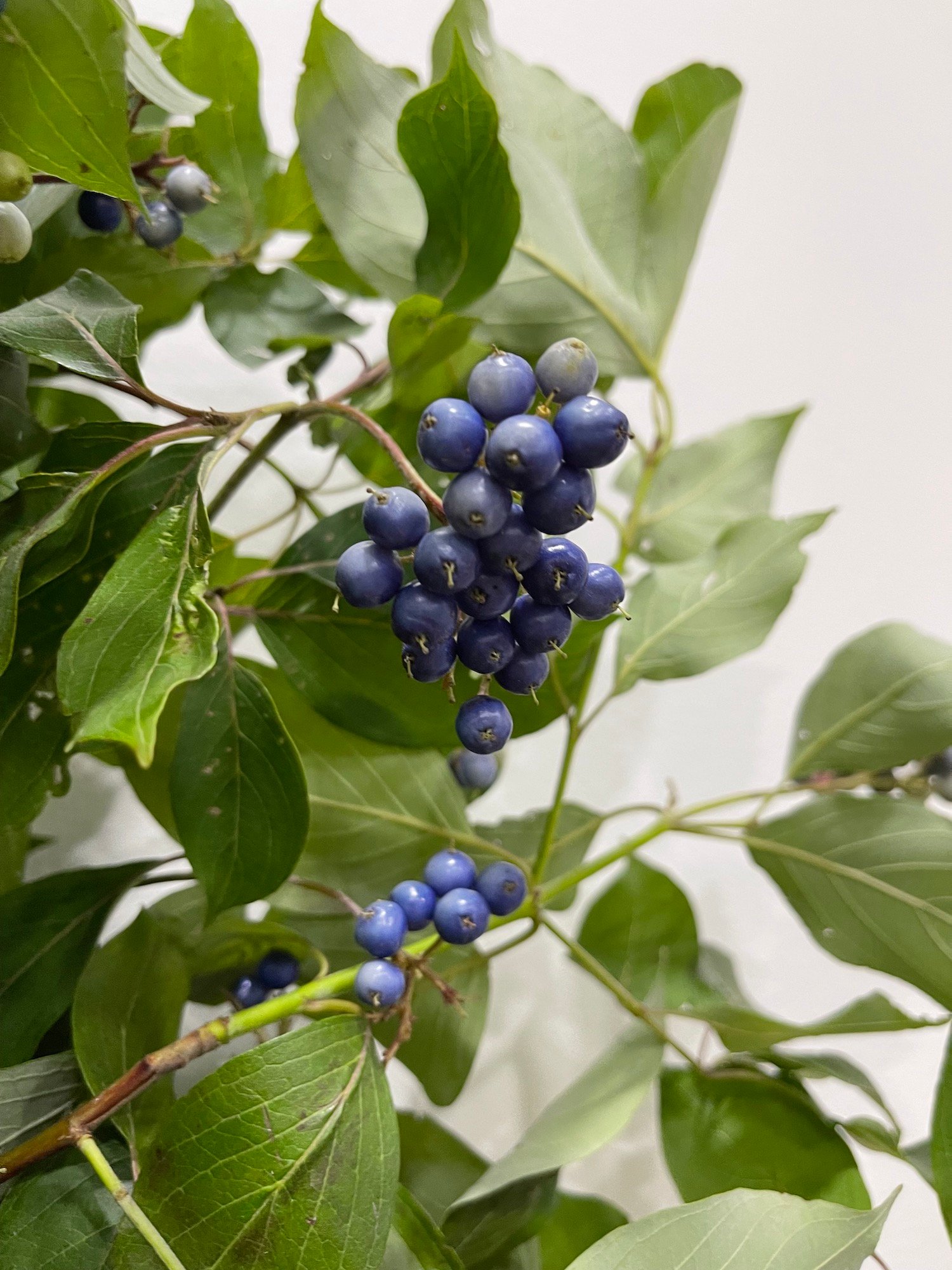 Very Peri Cornus amomum - blue fruited viburnum