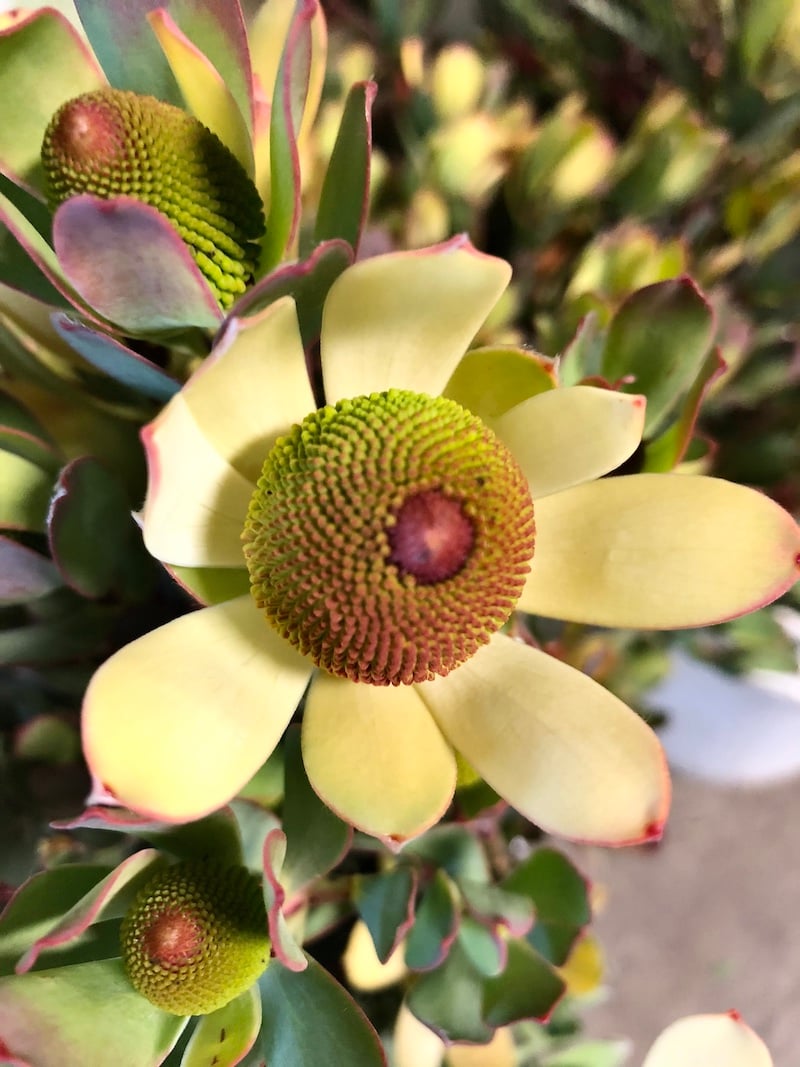 Yellow Luecadendron