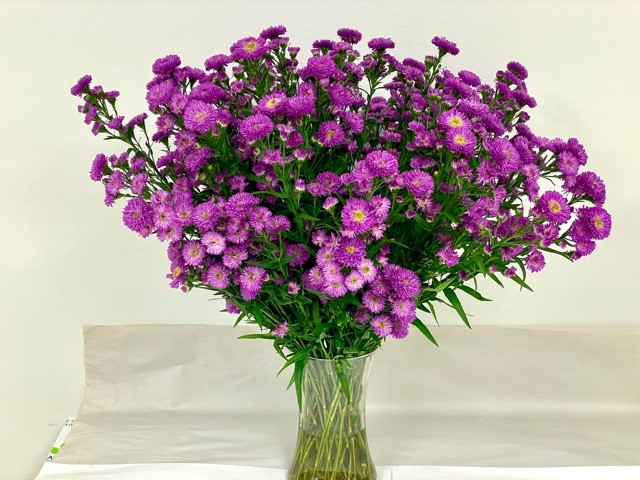 carnival-aster-duplo-purple