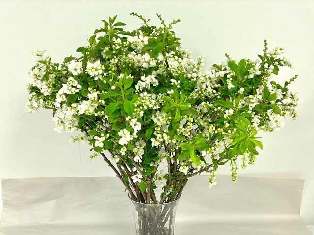 exochorda-the-bride-1