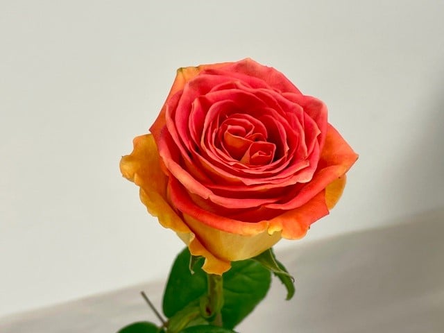 rose-grandiose-2