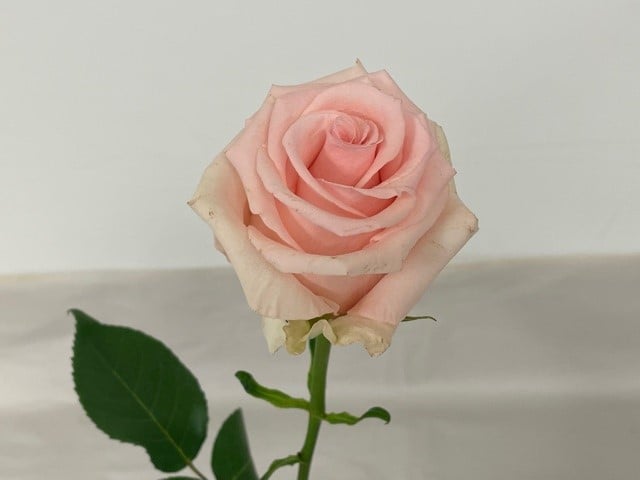 rose-unforgiven-3