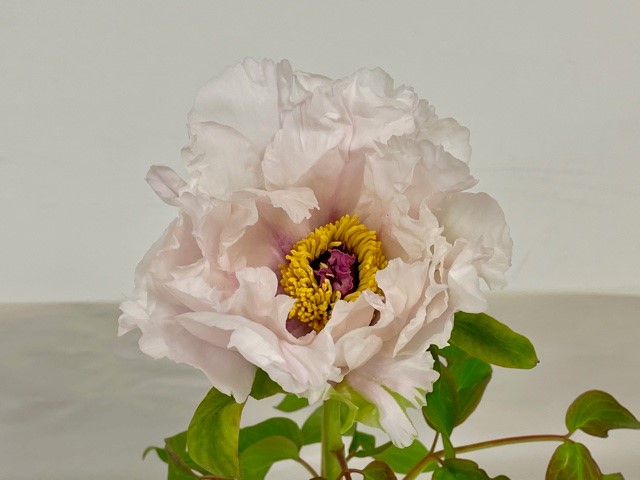 tree-peony-blush-1