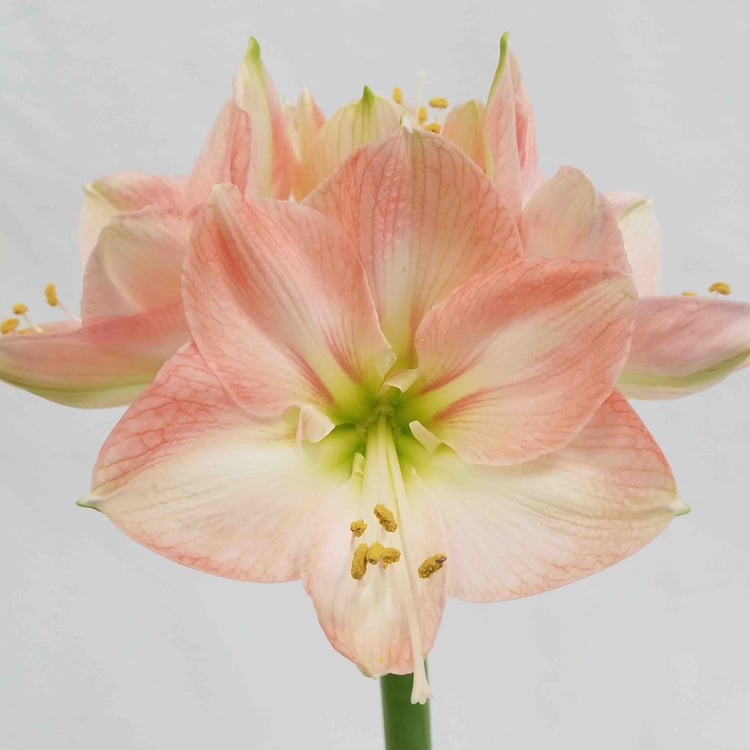 Mayesh Luxe Blooms APPLEBLOSSOM AMARYLLIS