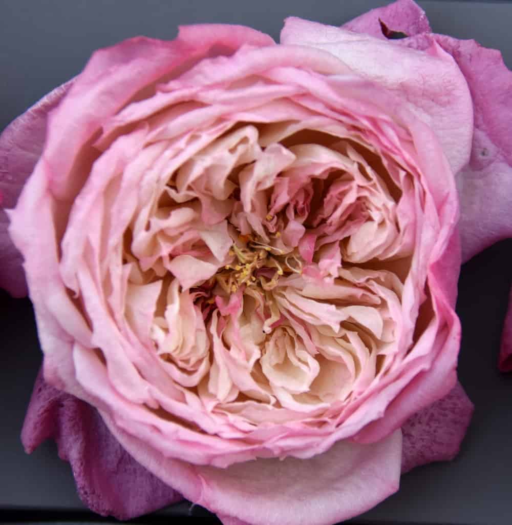 Freeze Dried Garden Rose Constance