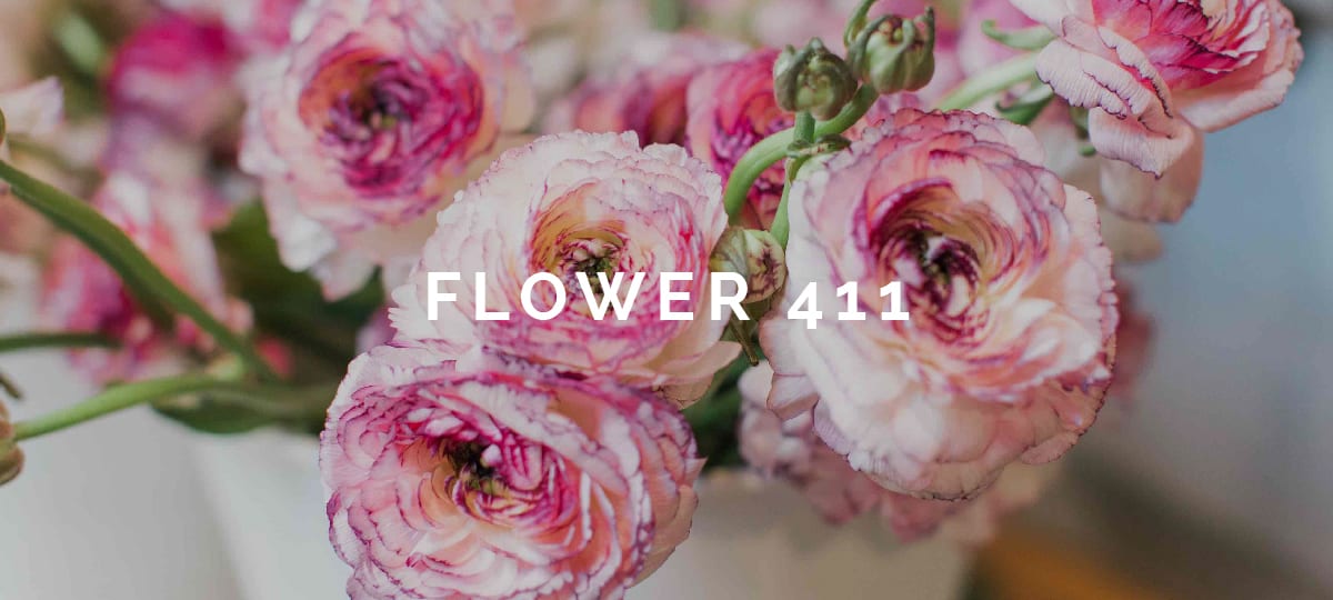 Flower 411 February 2018