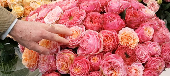 Holland: New Garden Rose Varieties