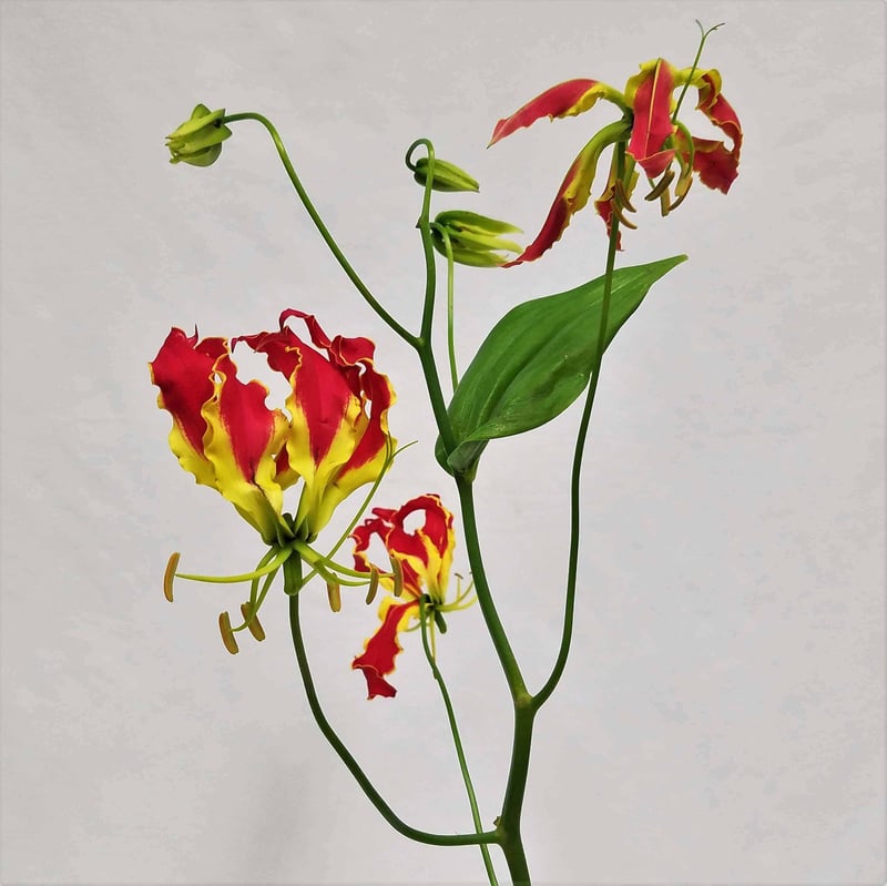 Mayesh Luxe Blooms Japanese Gloriosa