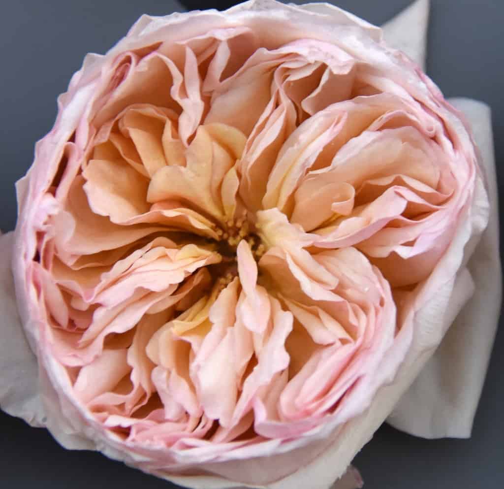 Freeze Dried Garden Roses