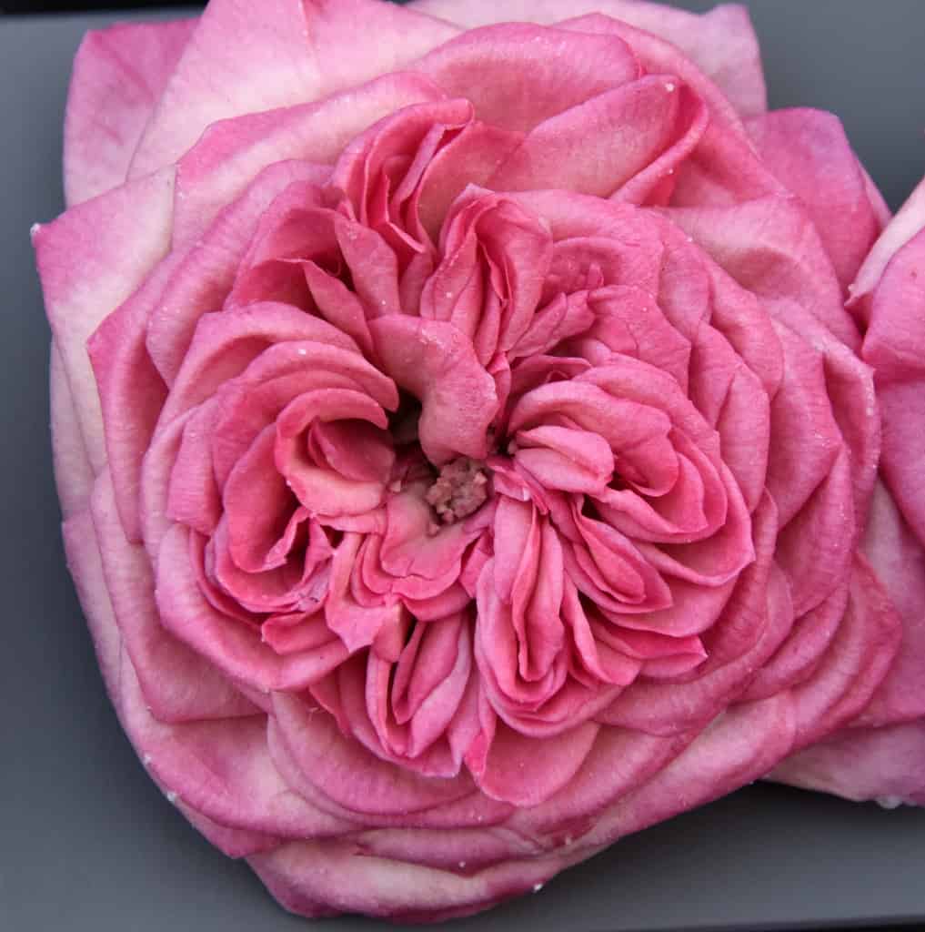 Freeze Dried Garden Rose Mariatheresia
