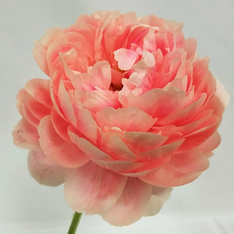 Mayesh Luxe Blooms Peony