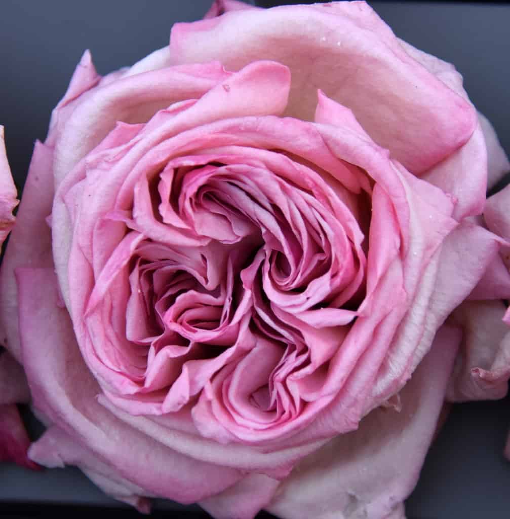 Freeze Dried Garden Rose Pink O'Hara