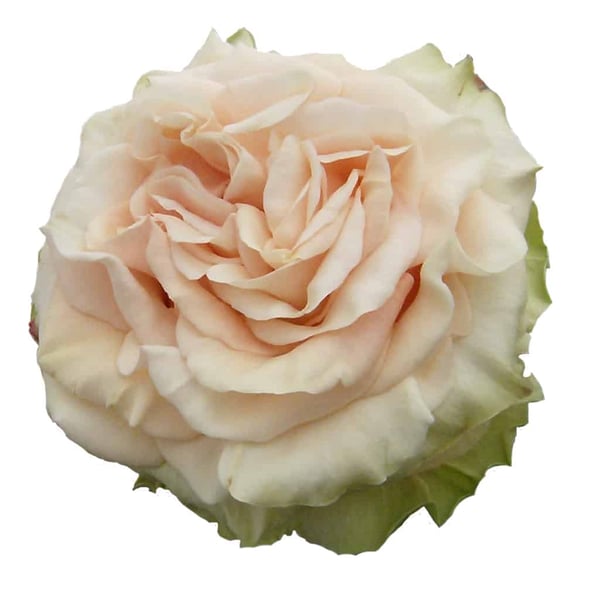 Peach Finesse Rose