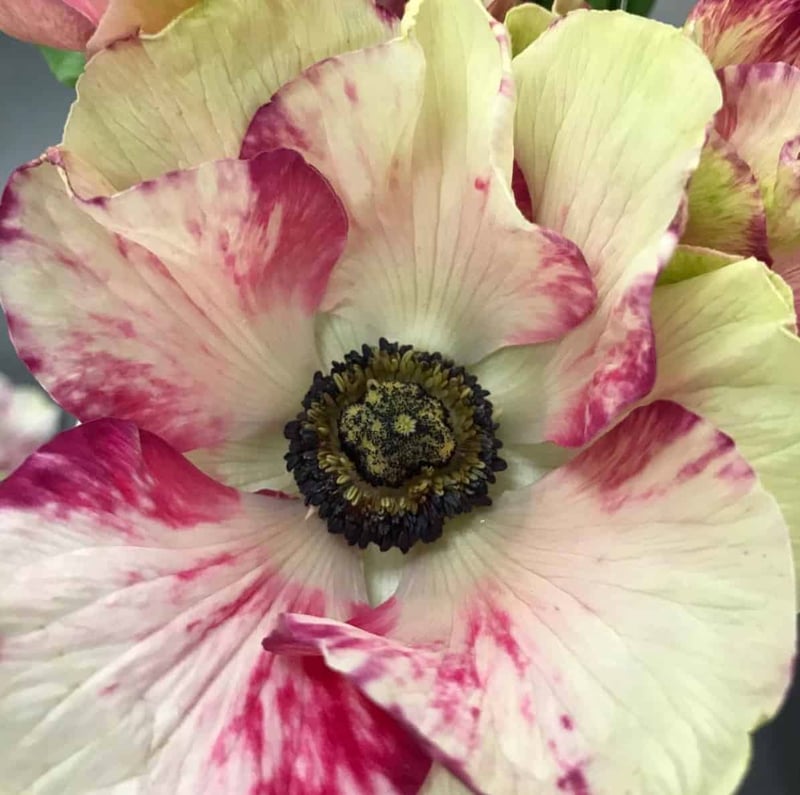 Mayesh Luxe Blooms Italian Jumbo Anemones