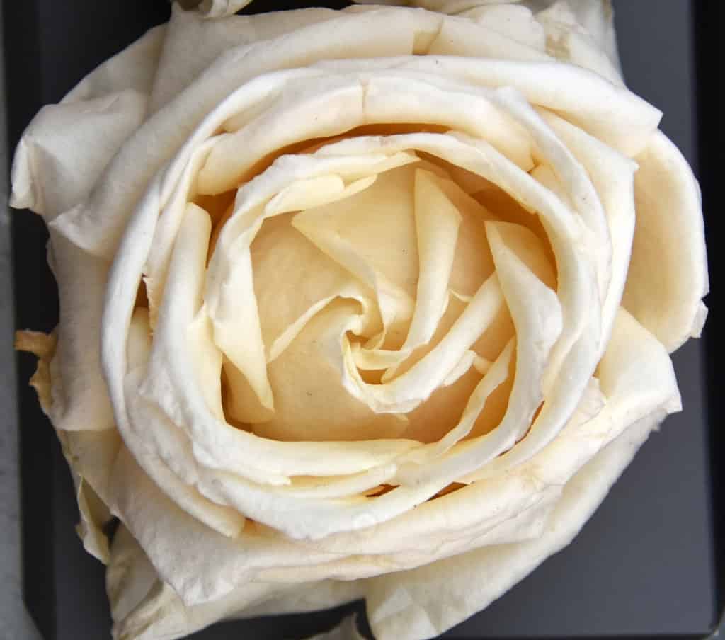 Freeze Dried Garden Rose Vitality