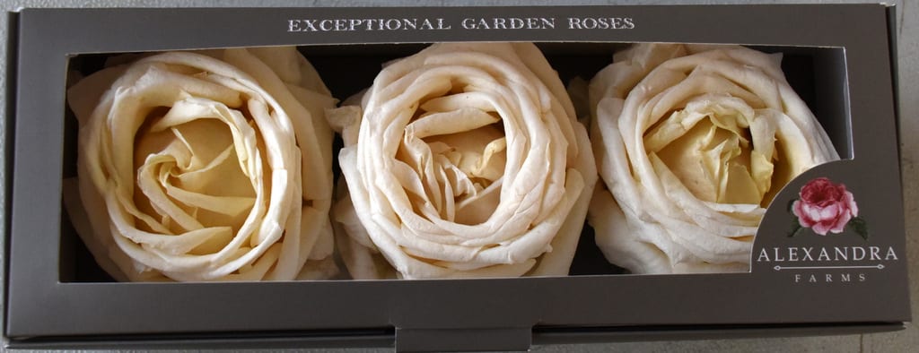 Freeze Dried Garden Rose Vitality