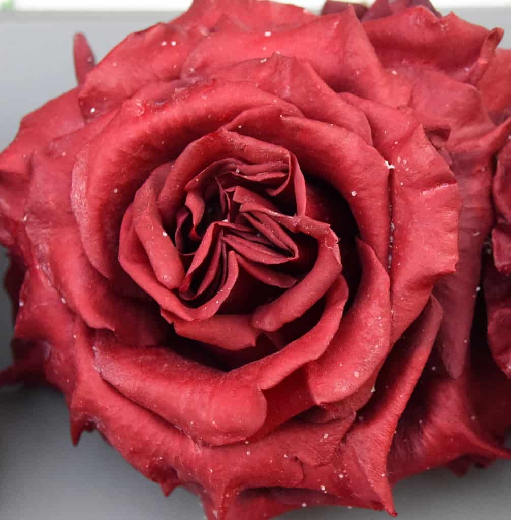 Freeze Dried Garden Rose Wanted
