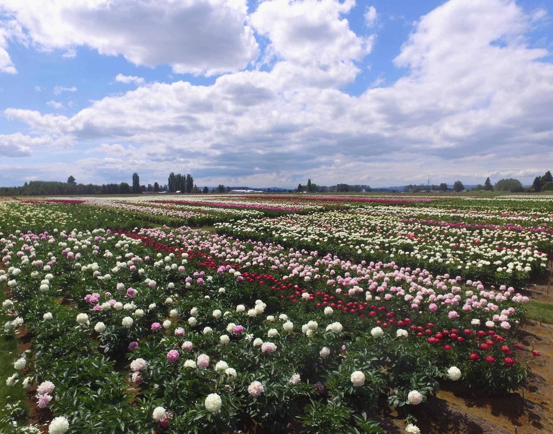 Mayesh Luxe Blooms Grower Feature Adelman Peony Gardens