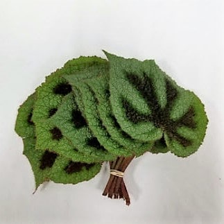 begonia leaves