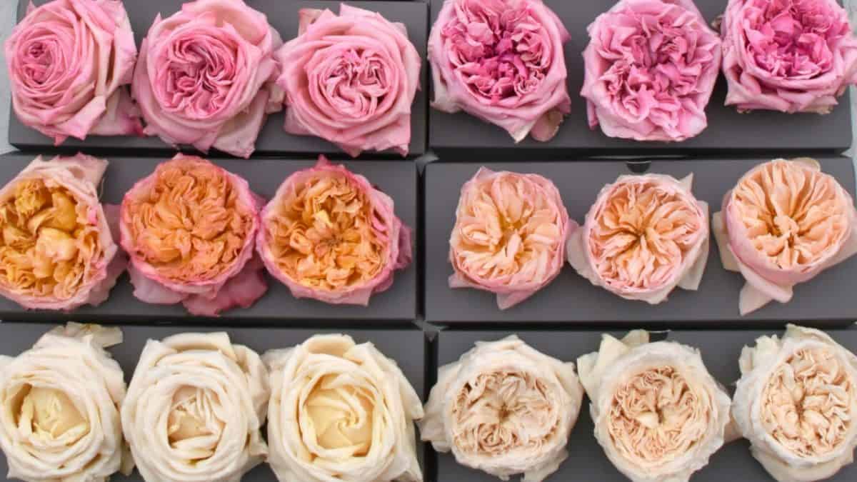 freeze dried garden roses