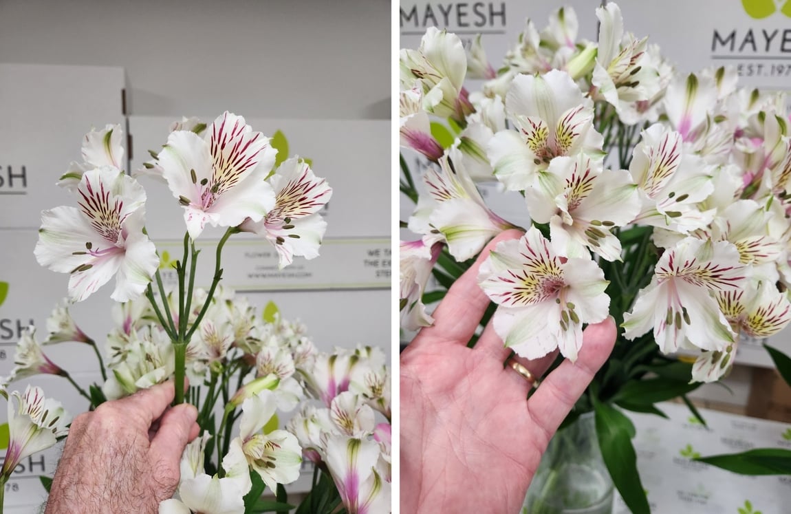 Manicured Alstroemeria-1