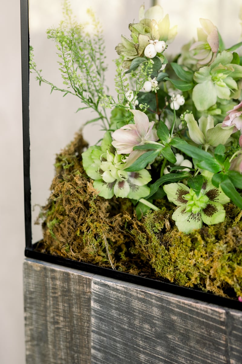 floral terrarium with helleborus, pennycress, white snow berry, acacia foliage and sheet moss