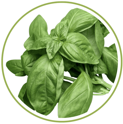 basil