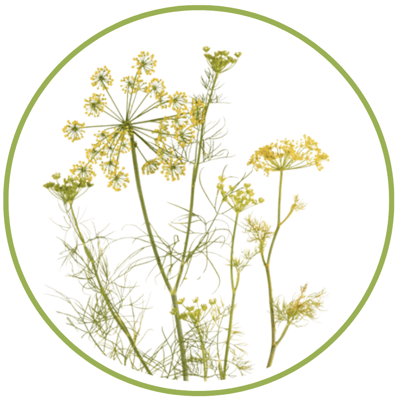 dill flowers