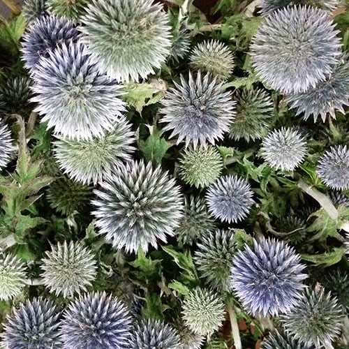 blue echinops