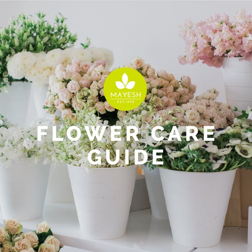 Flower Care Guide