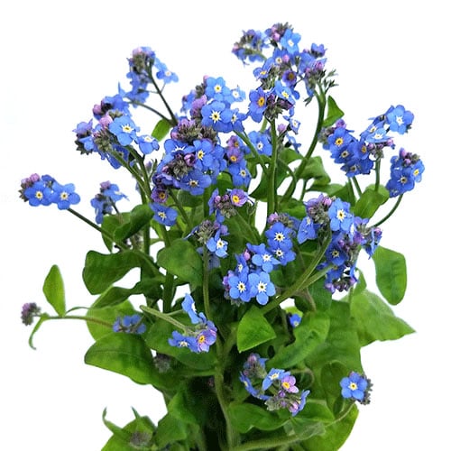 forget-me-not-blue
