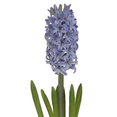 hyacinth-blue