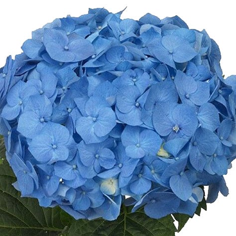 blue bella hydrangea