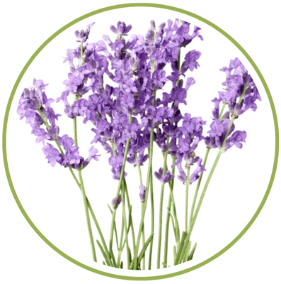 lavender